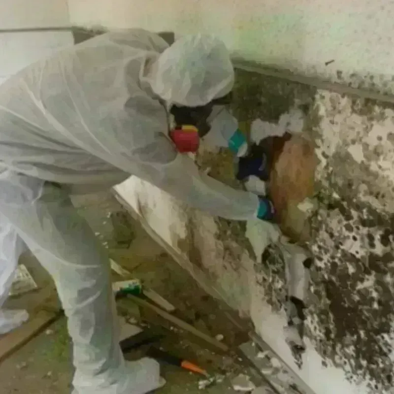 Mold Remediation and Removal in Shiner, TX